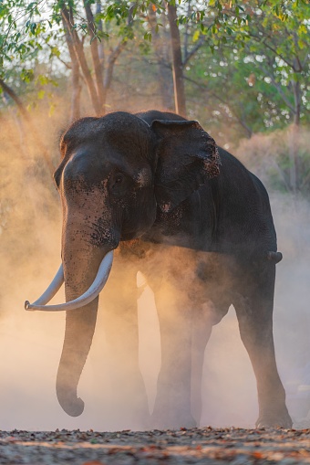 Giant elephant with tusks during the sunset mist