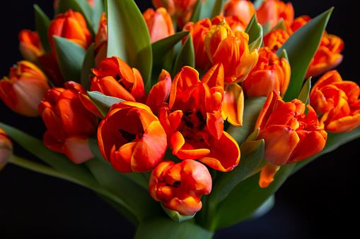 Close-up of an orange tulip head.
