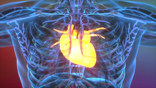 Human body perspective concept, close-up shot of heart