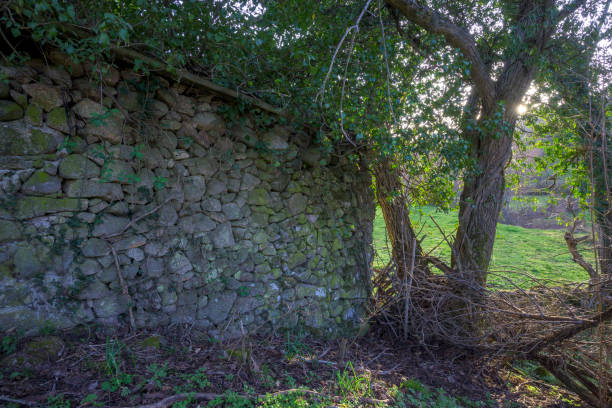 Stone farmhouse with moss next to old tree at sunset