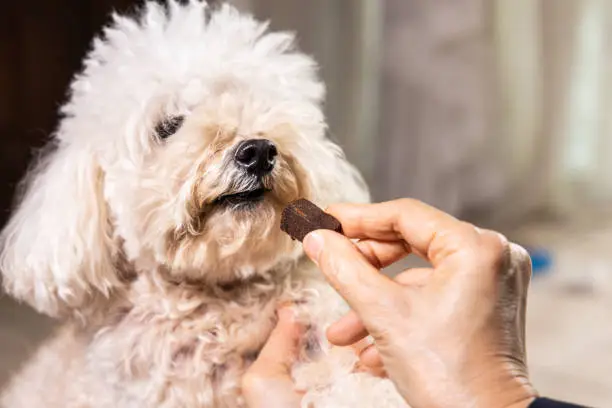 Photo of Closeup on hand feeding pet dog with chewable to protect and treat from heartworm disease