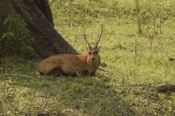 istock swamp deer resting under the shade 1482814738