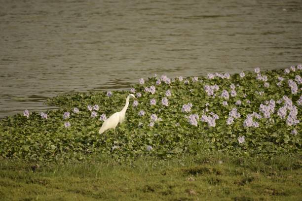 istock bird on water plant 1482814820