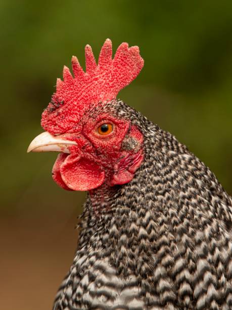 istock Barred Plymouth Rock Rooster Head. 1482815061