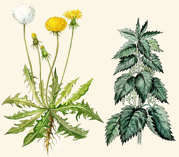 ilustrações, clipart, desenhos animados e ícones de dente-de-leão e nettle - dandelion single flower flower white