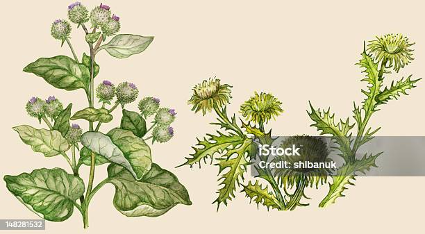 Ilustración de Cardo Burdock Y y más Vectores Libres de Derechos de Bardana - Bardana, Hierba - Planta culinaria, Ilustración