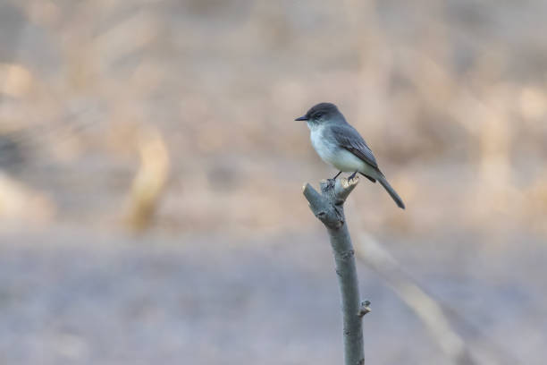 восточная фиби (sayornis phoebe) весной - bird spring branch phoebe стоковые фото и изображения