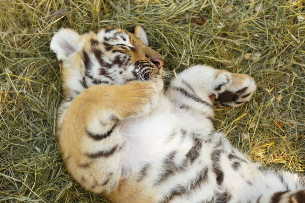 istock Beautiful little tiger cub sleeping outdoor 1482816443