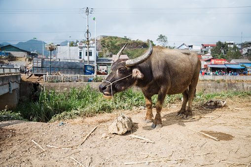 single water buffalo at livestock market in bac ha in north vietnam