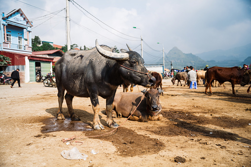 water buffalos at livestock market in bac ha in north vietnam
