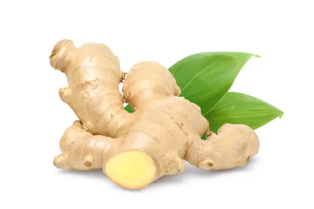 Fresh Ginger rhizome (root) with leaves isolated on white background.