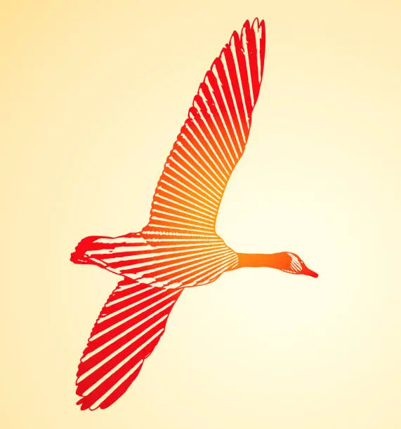 Vector illustration of Canada Goose in flight