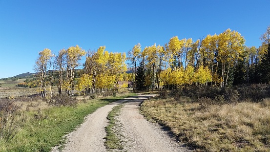 Rural Road Leading to Aspen Trees in Colorado USA in Autumn