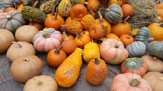 Fall pumpkins isolated on a white background. Assortment of green, orange and pink heirloom pumpkins. Blue doll, autumn frost and porcelain doll varieties.