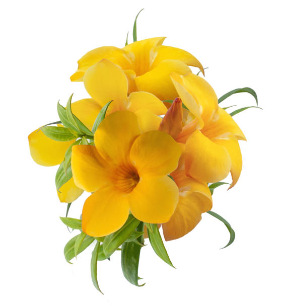 istock Allamanda flower isolated on white background 1482819930