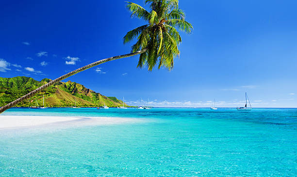 istock Palm tree hanging over lagoon with jetty 148282227