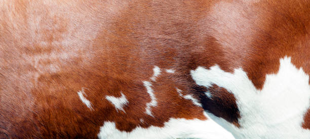 istock abstract red and white pattern on side of cow 1482826581
