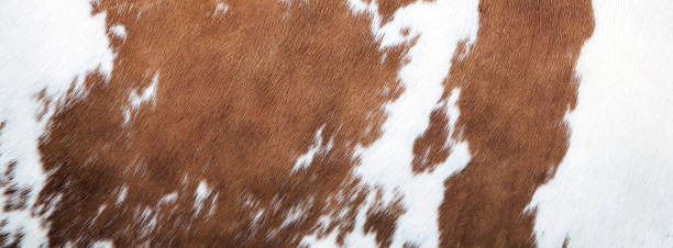 red and white pattern on cowhide brown and white pattern on hide on side of cow cowhide stock pictures, royalty-free photos & images