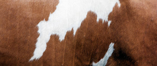 istock abstract red and white pattern on side of cow 1482826598