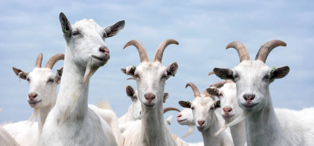 istock white goats outside in meadow against blue cloudy sky 1482826620