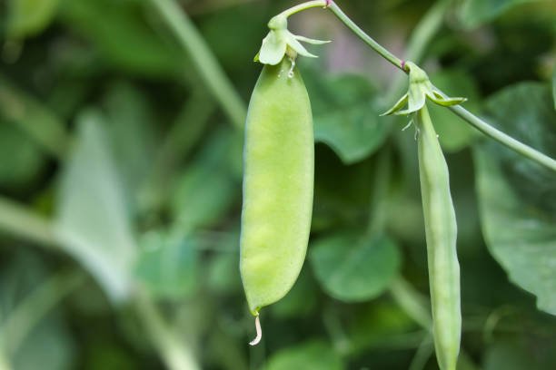 istock Baby peas that are about to swell while growing 1482826773