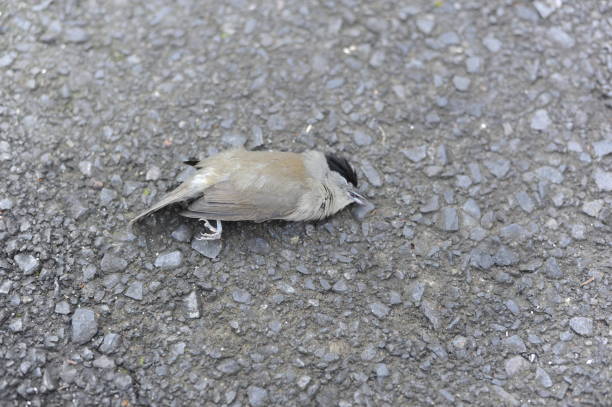 foto ravvicinata del cadavere e della carcassa dell'uccello morto sulla strada - dead body foto e immagini stock