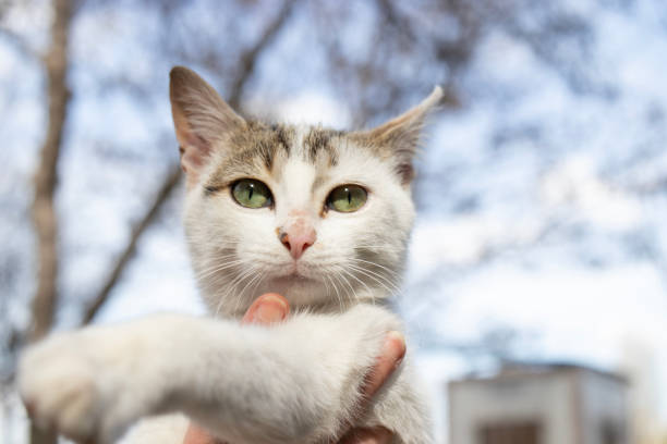 istock cute stray cat, portrait of cat. 1482828623