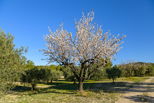 Blossoming almond trees on a green meadow, blue sky in springtime, Provence (France)