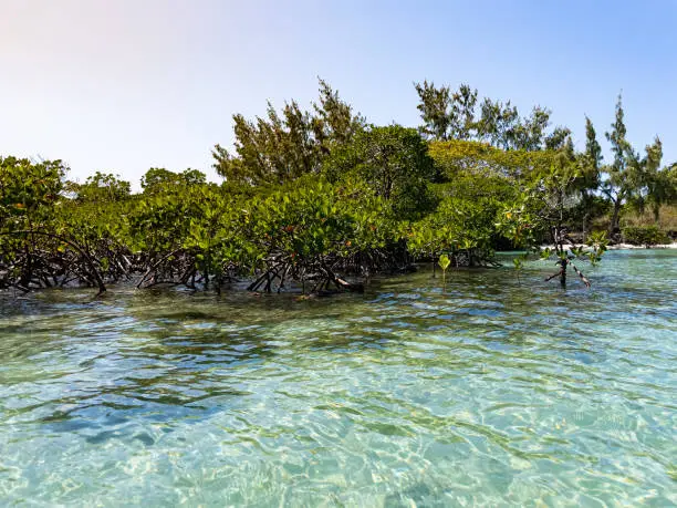 Photo of Turquoise water of Ile aux Cerfs, Mauritius