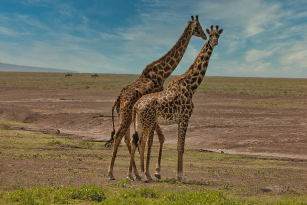 istock Group of giraffes in the Ndutu Conservation Area 1482830164
