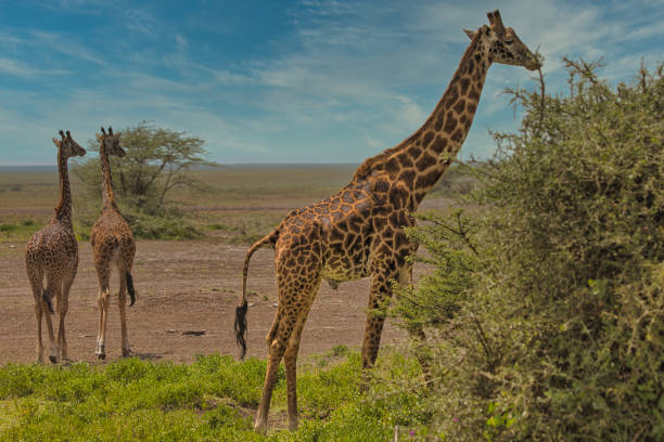 istock Group of giraffes in the Ndutu Conservation Area 1482830166