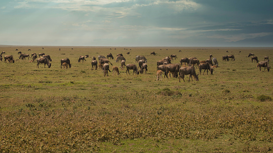 Wildebeest herd in Africa. national park. Africa, Tanzania