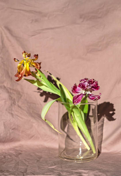 istock Dry tulip in a glass. 1482830548