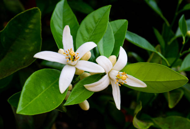 istock Valencian orange and orange blossoms. Spain. Spring harvest 1482830684