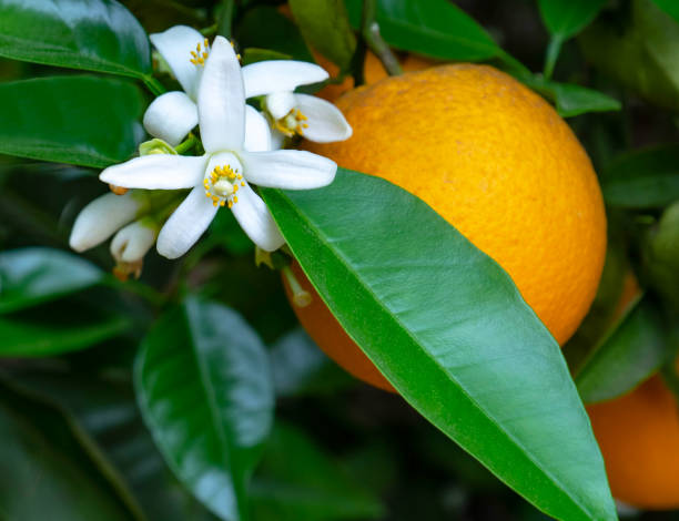 istock Valencian orange and orange blossoms. Spain. Spring harvest 1482830711