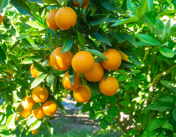istock Valencian orange and orange blossoms. Spain. Spring harvest 1482830734
