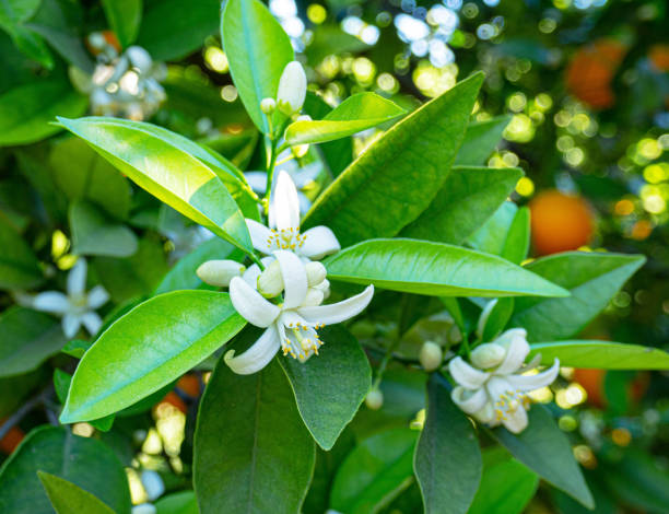 istock Valencian orange and orange blossoms. Spain. Spring harvest 1482830817