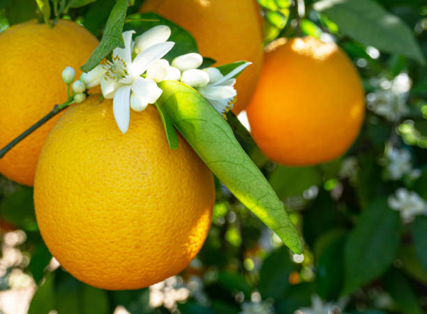 istock Valencian orange and orange blossoms. Spain. Spring harvest 1482830831