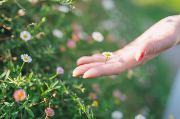 child, happy romantic girl holding chamomile flower in hand on green sunlit meadow In heart nature, plucking petals, loves me, loves me not, happy childhood, natural world, Midsummer celebration