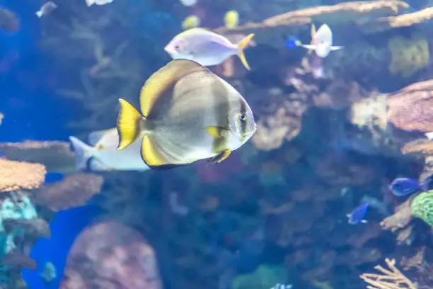A teira batfish at Ripley's Aquarium.