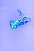quallen-im-ripleys-aquarium.jpg?b=1&s=170x170&k=20&c=XXemgdtugblv82os9KkxhgZzN5dd8fI3CMx3HVdcboo=