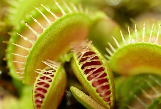 istock Group of Venus flytraps 1482835953