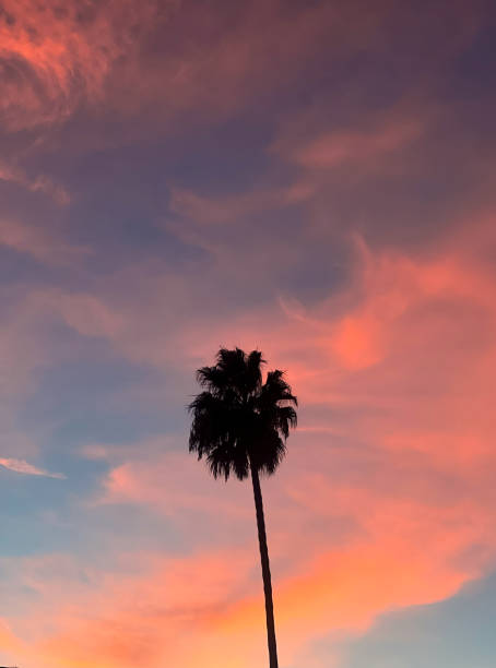 istock Silhouette of a Palm Tree in the Sunset 1482837110
