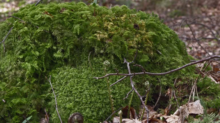 Moss growing in an area of woodland