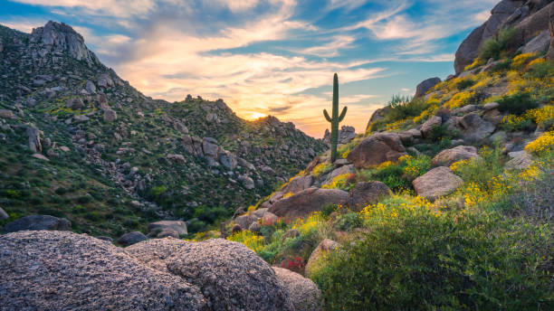 Beautiful sunset with lone saguaro standing tall amongst wildflowers stock photo