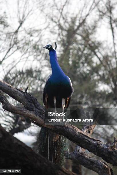 Peacock Sitting On A Branch Stock Photo - Download Image Now - Animal Body Part, Animal Head, Animal Wildlife