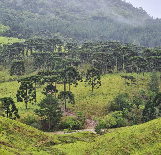 поля араукарии - green woods forest southern brazil стоковые фото и изображения