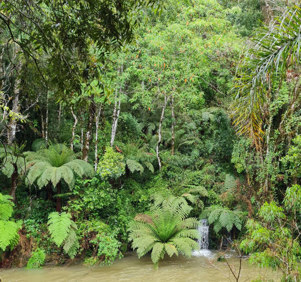 атлантический лес, в высокогорном регионе штата санта-катарина. - green woods forest southern brazil стоковые фото и изображения
