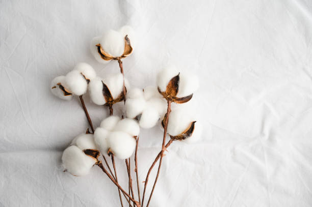 istock Cotton flower and material 1482838474