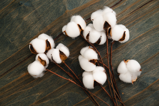 Cotton flower and material